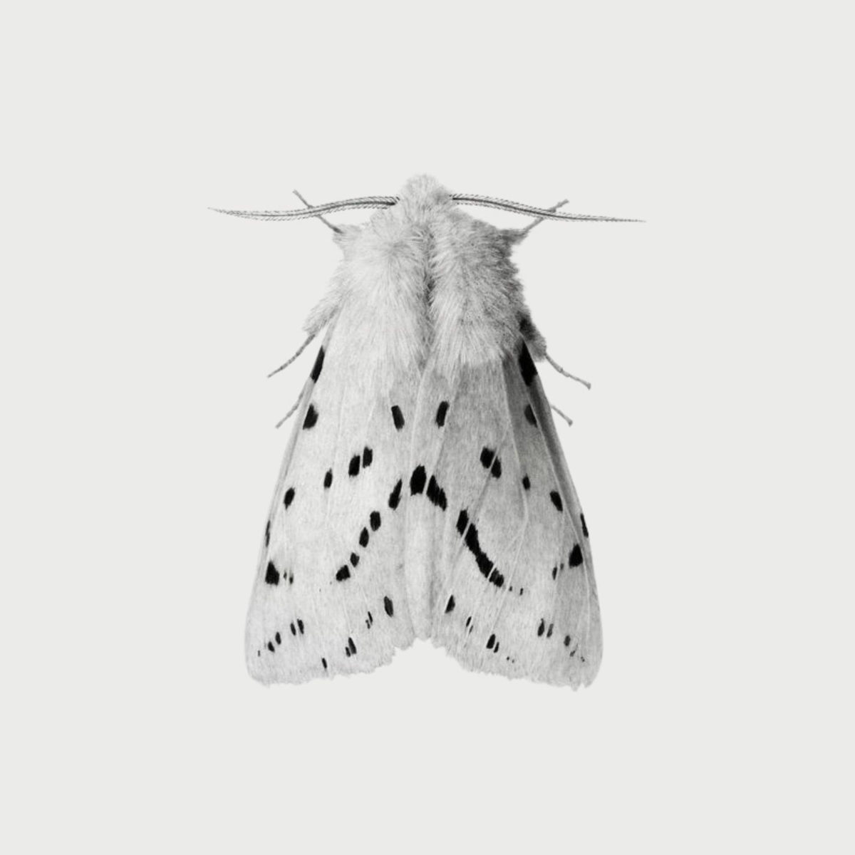 Auren Hëll - Pentapolis (Original Mix)