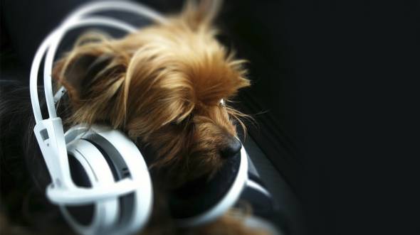 dog music предпросмотр