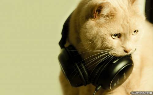 music cat предпросмотр