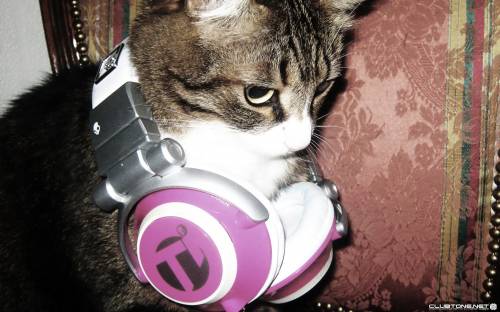 кот в наушниках, cat dj предпросмотр