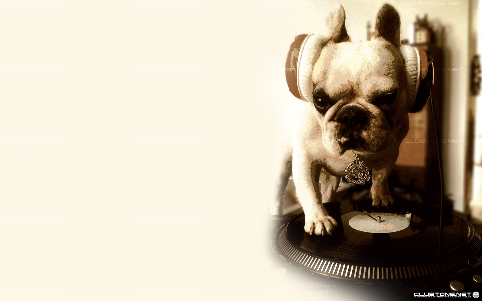 doggie dj животные</a></noi животные